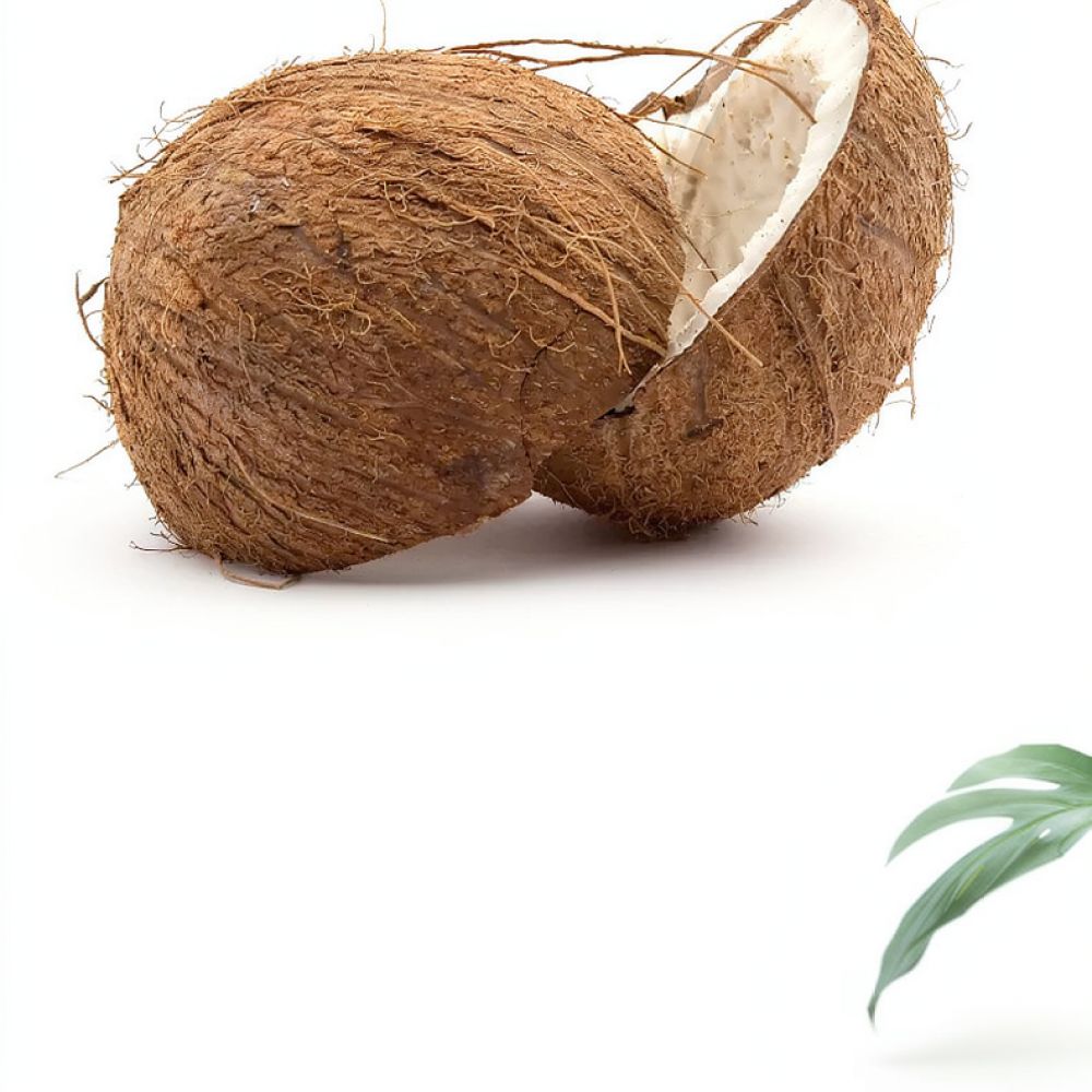 Bahçecilik, Saksı Bitkileri, S - Substrate Coconut Fiber incelemesi ve fiyatı